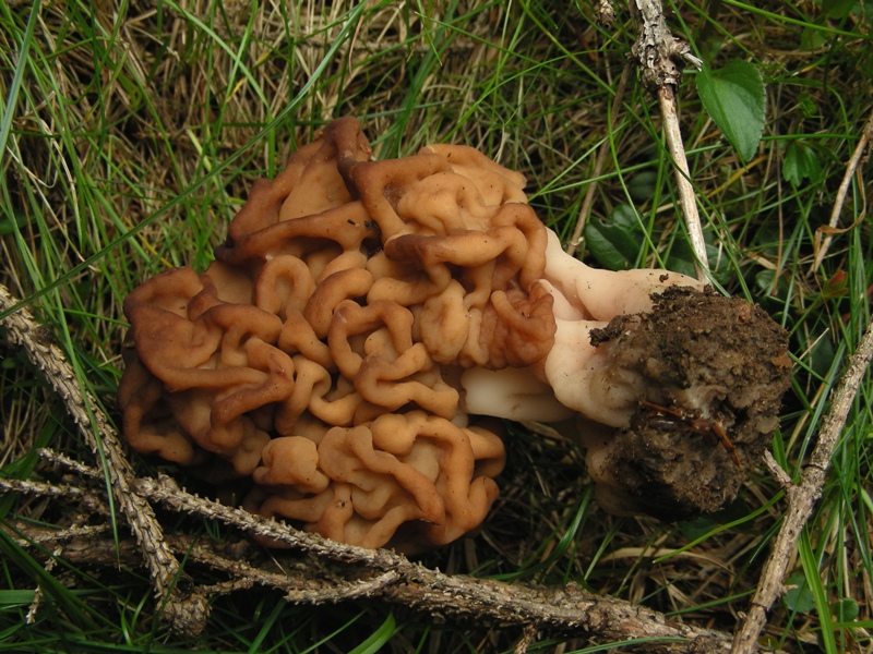 Gyromitra esculenta